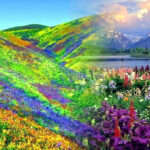 उत्तराखंड की विश्व प्रसिद्ध फूलों की घाटी के लिए भी होगै अब ऑनलाइन पंजीकरण, पर्यटकों के लिए एक जून को खुलेगी रंगबिरंगी मनभावन फूलों की घाटी,,,,,