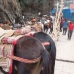 उत्तराखंड बाबा केदारनाथ धाम यात्रा मार्ग पर घोड़े-खच्चरों पर लगी रोक को 24 घंटे के लिए बढ़ाया, टीम कर रही है घोड़े-खच्चरों की सैंपलिंग और जांच,,,,,
