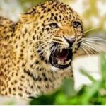 उत्तराखंड पौड़ी के द्वारीखाल ब्लॉक स्थित हलसी गांव में गुलदार के हमले में एक महिला की हुई दर्दनाक मौत,,,