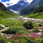 उत्तराखंड की विश्व प्रसिद्ध फूलों की घाटी में विदेशी पर्यटकों की लगातार बढ़ रही है संख्या, अब तक 3428 पर्यटक कर चुके हैं फूलों की घाटी का दीदार,,,,