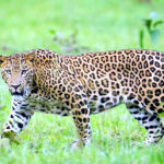 उत्तराखंड में आदमखोर गुलदार को मारने के आदेश जारी, शूटर तैनात, गांव वालों ने पांच दिनों से चल रहे धरने को किया स्थगित,,,,,,