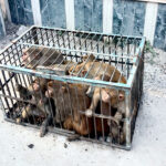 उत्तराखंड नगर निगम हरिद्वार ने चलाया संयुक्त अभियान, आवारा गौवंश और बंदरों से शहर होगा मुक्त,,,,,