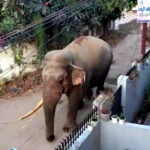 उत्तराखंड देहरादून के रायवाला में सड़कों पर घूम रहे जंगली हाथी और गुलदार, जान-माल के लिए खतरा,,,,,