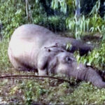 उत्तराखंड के हरिद्वार वन क्षेत्र में मखना हाथी की मौत, हाथियों का आपसी संघर्ष बना मौत की वजह, मृत हाथी पर बाघ के हमले के भी मिले निशान,,,,