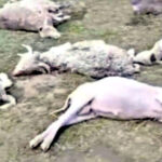 उत्तराखंड आकाशीय बिजली का कहर, उत्तरकाशी में दर्जनभर भेड़-बकरियों की मौत, पशुपालकों को हुआ बड़ा आर्थिक नुकसान,,,
