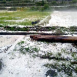 उत्तराखंड प्रकृति का कहर, धनोल्टी में भारी ओलावृष्टि से नकदी फसलें तबाह, किसानों की उम्मीदें मिट्टी में मिलीं,,,,