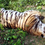 उत्तराखंड वन विभाग में मचा हड़कंप, हरिद्वार वन गुर्जरों ने ज़हर देकर मार डाले दो युवा बाघ, पैर काटकर शव छिपाए एक गिरफ्तार और तीन फरार,,,,,