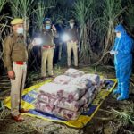 उत्तराखंड मे यहां गन्ने के खेत से 300 किलो संरक्षित पशु का मांस बरामद, आरोपी फरार,संरक्षित पशु कटान के मामले में फरार चल रहे एक आरोपी को किया गिरफ्तार,,,