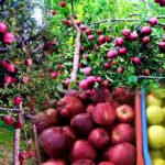 नैनीताल के युवा उद्यमी की अनूठी पहल, मुक्तेश्वर में स्थापित आधुनिक ग्रेडिंग-सॉर्टिंग मशीन से सेब बागवानी को मिल रही नई दिशा,,,,