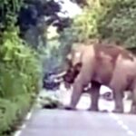 उत्तराखंड हाथी ने ग्रामीण को पटककर-2 मार डाला, एक ने भागकर जान बचाई, राजाजी टाइगर रिजर्व के कांसरो वन रेंज की घटना,,,,